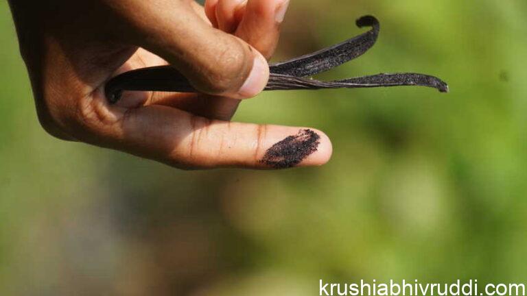 costliest spice Vanilla