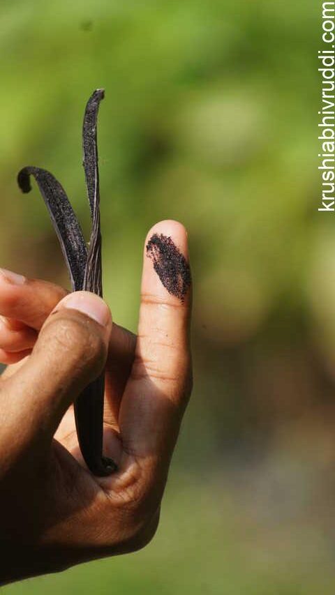 This is the costliest flavoured spice around Rs.30000 per kg. costliest spice Vanilla