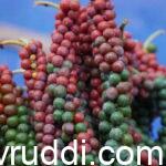 Disease Resistant Black Pepper variety –Sigandhini