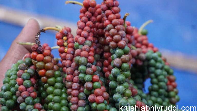 ರೋಗ ಬಾರದ ಕರಿಮೆಣಸು – ಈ ತಳಿ ಹೇಗೆ ಅಭಿವೃದ್ದಿಯಾಯಿತು?