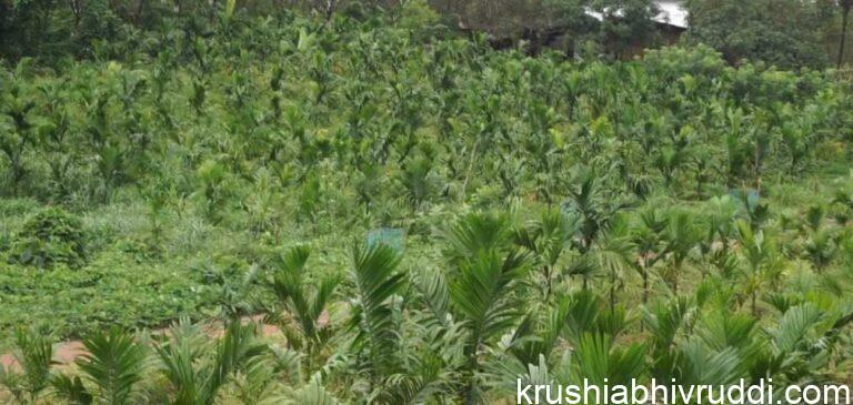 ಅಡಿಕೆ ಸಸಿ ನೆಡುವಾಗ ಗೊಬ್ಬರ ಹಾಕುವುದು
