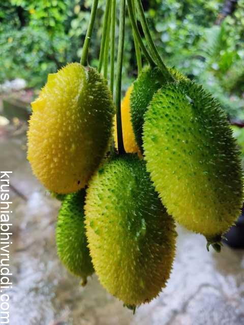 HEALTH BENEFITS OF TEASLE GOURD