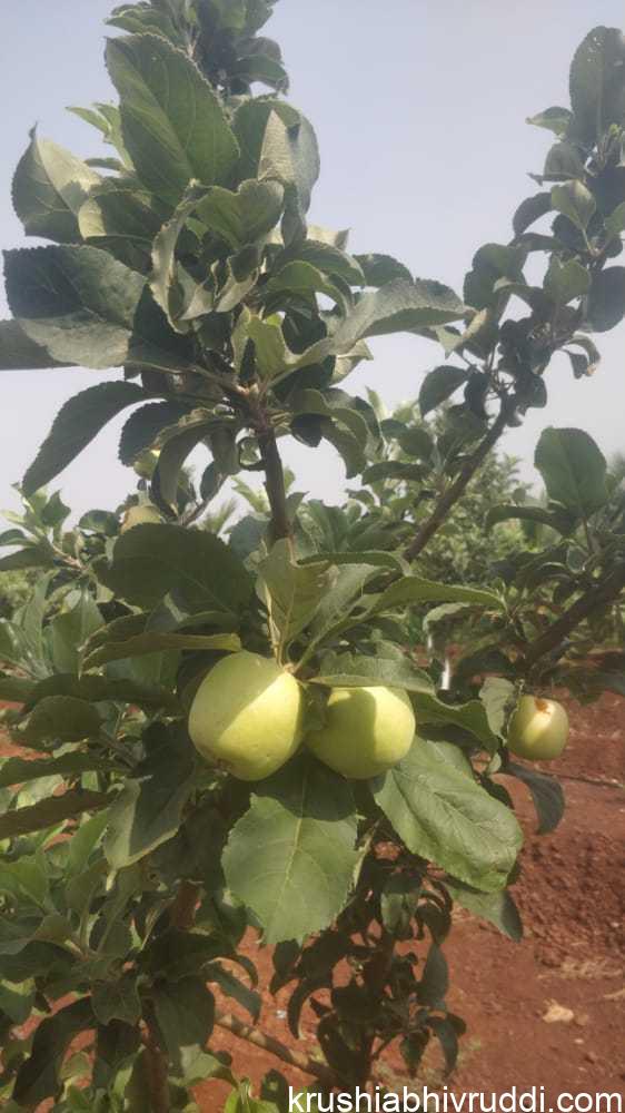 ಬೀದರ್ ನಲ್ಲೂ ಸೇಬು ಬೆಳೆಯುತ್ತದೆ