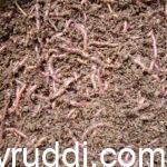 ಎರೆ ಹುಳುಗಳು