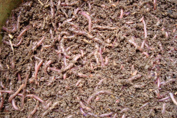 ಎರೆ ಹುಳುಗಳು