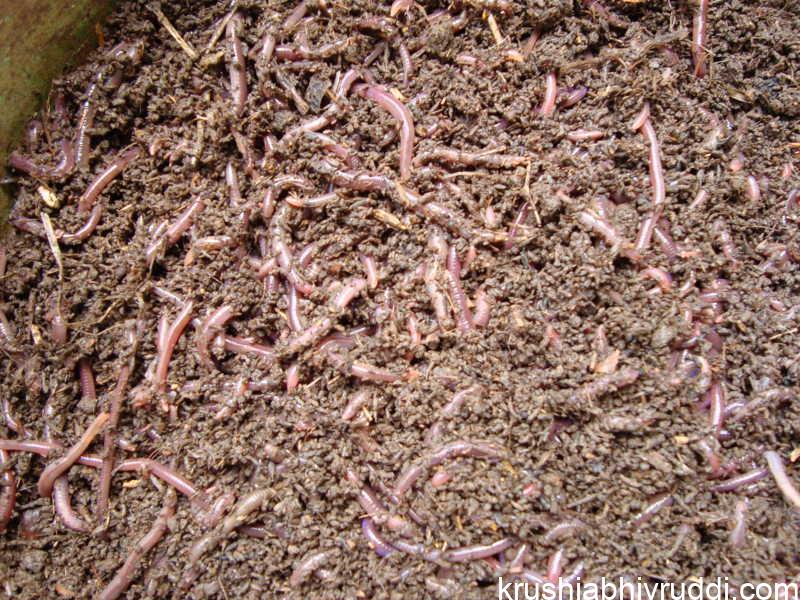 ಎರೆ ಹುಳುಗಳು