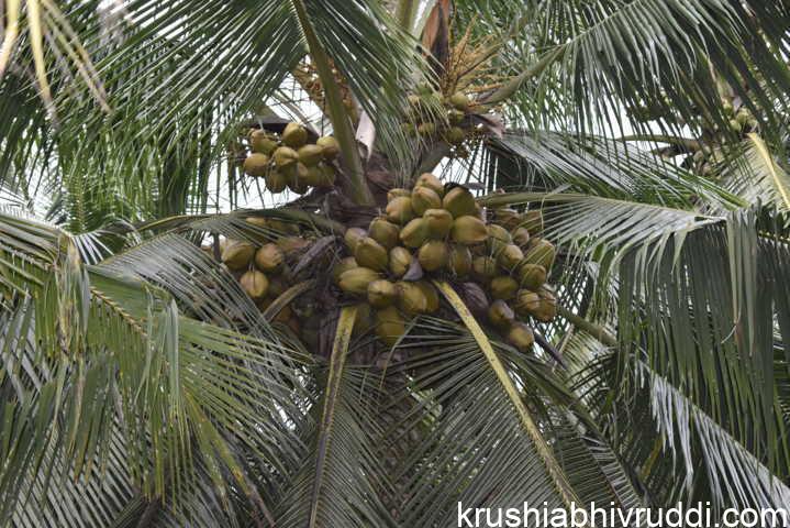 ಬೆಳೆ ಯೋಜನೆ ಇದ್ದರೆ ತೆಂಗಿನ ಬೆಳೆಯೂ ಲಾಭದಾಯಕ