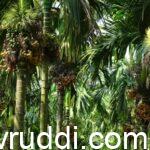 ಅಡಿಕೆ ತೋಟದಲ್ಲಿ ಇರಲೇಬೇಕಾದ ಮೂಲಭೂತ ಅವಶ್ಯಕತೆಗಳು