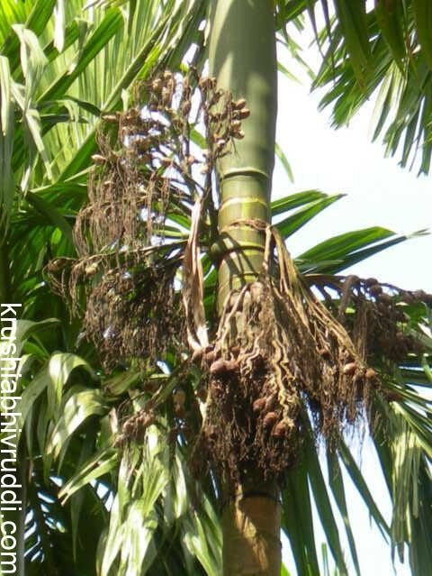 ಅಡಿಕೆ ಬೆಳೆಗಾರರನ್ನು ಬೆನ್ನತ್ತಿದೆ ಕೊಳೆರೋಗ