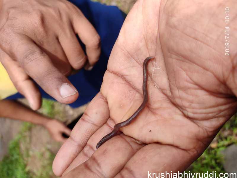 ಮಣ್ಣಿನಲ್ಲಿ ಇರುವ ಎರೆ ಹುಳು. 