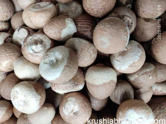ಅಡಿಕೆಗೆ ದರ ಏರಿದೆ- ಇನ್ನೂ ಏರುತ್ತದೆ