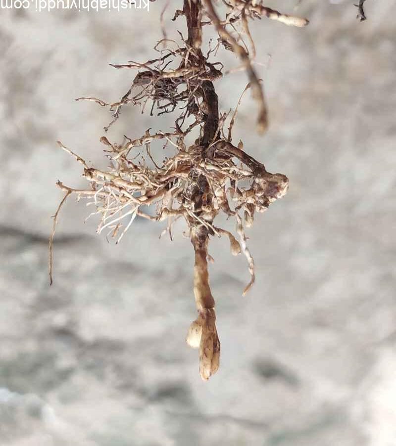 ಬೇರಿನಲ್ಲಿ ಈ ತರಹ ಗಂಟು ಇರುತ್ತದೆ.