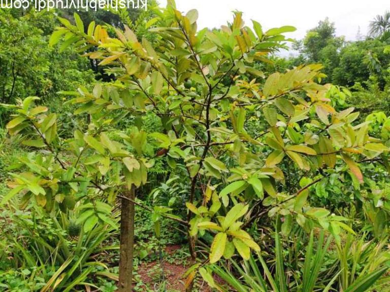 ಸೀಬೆ ಸಸ್ಯದ ಎಲೆ ಹೀಗೆ ಬಣ್ಣ ಕಳೆದುಕೊಳ್ಳುವುದಕ್ಕೆ ಕಾರಣ