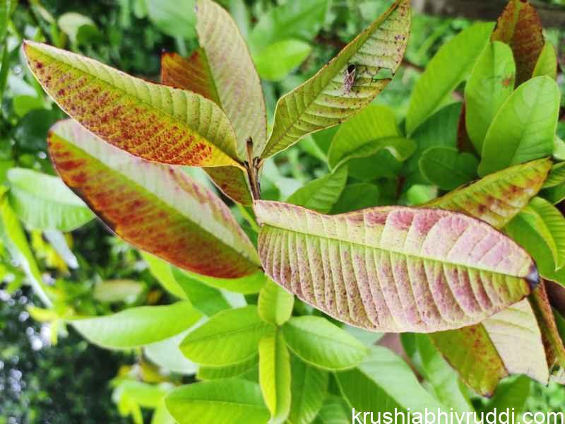 ಎಲೆ ಹೀಗೆ ಆದರೆ ಜಂತು ಹುಳದ ಬಾಧೆ ಇದೆ ಎಂದರ್ಥ 