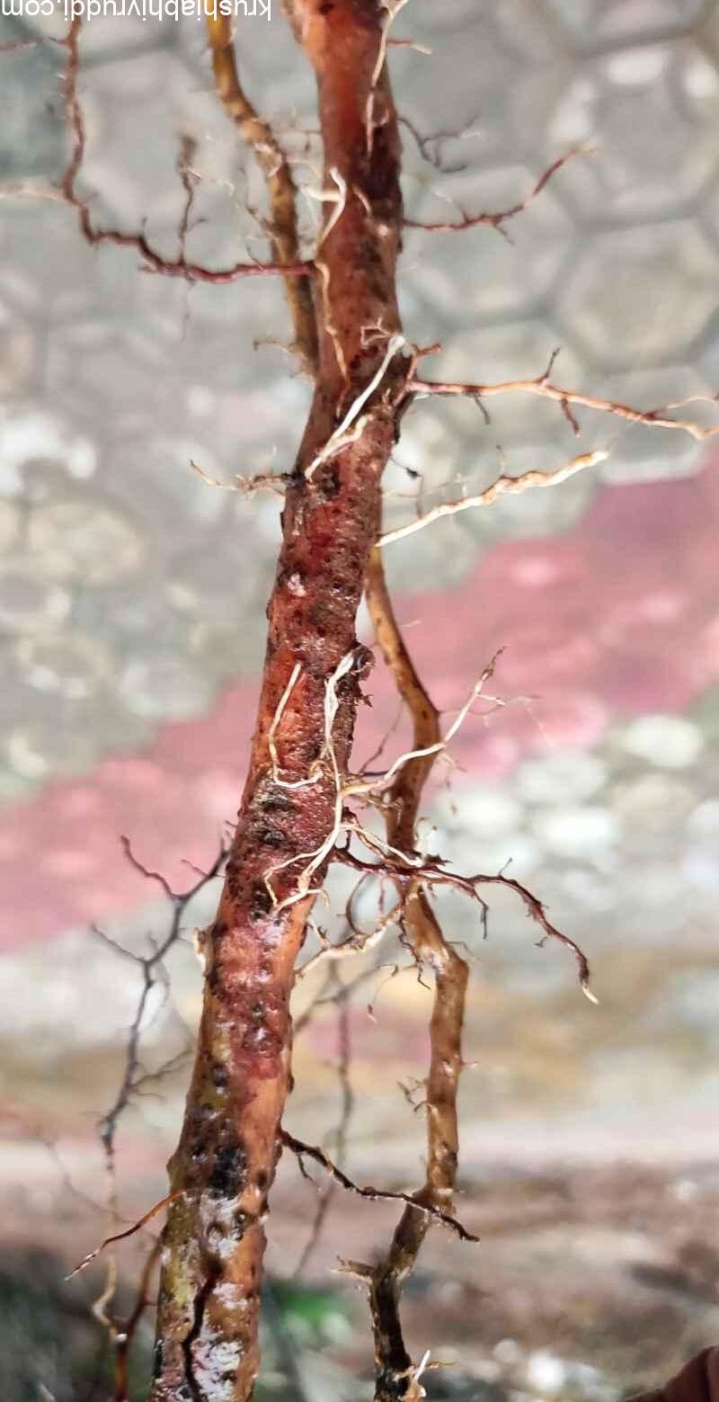 ಆರೋಗ್ಯವಂತ ಗಿಡದಲ್ಲಿ ಹೀಗೆ ಮುಖ್ಯ ಬೇರು , ಕವಲು ಬೇರು ಇರುತ್ತದೆ.