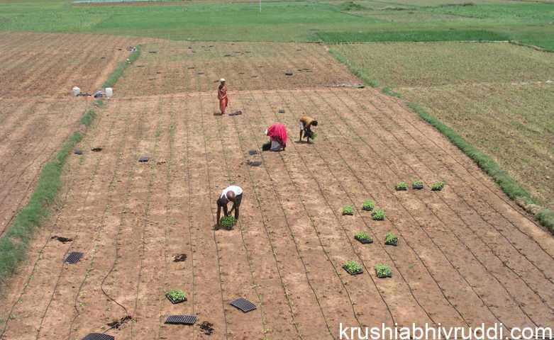 ಸಾವಯವ- ನೈಸರ್ಗಿಕ ಕೃಷಿ