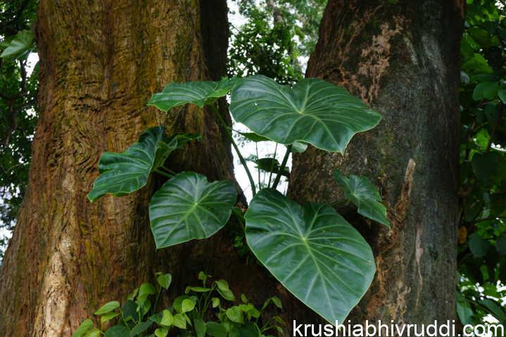 ಮರಕೆಸುವಿನ ಸೇವನೆಯಿಂದ ಪ್ರಯೋಜನಗಳು.