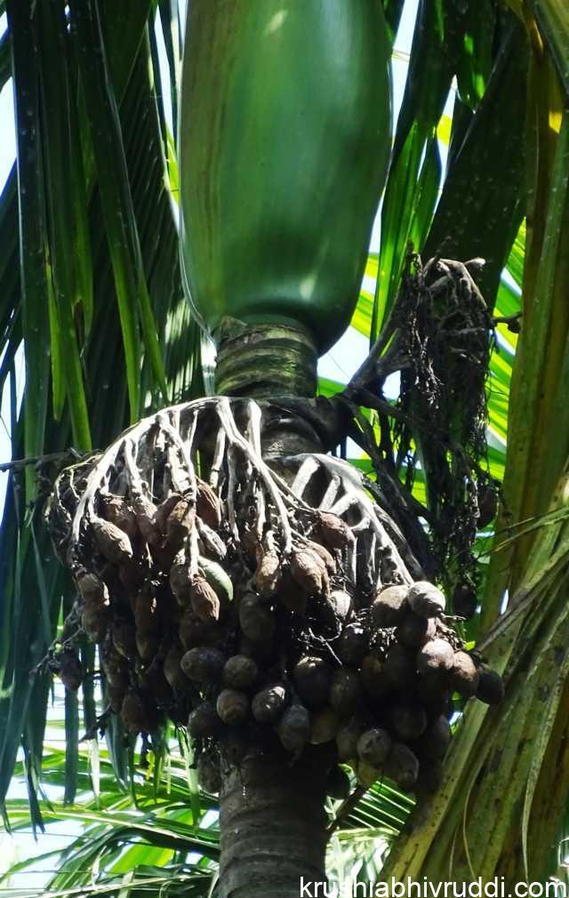 ಕೊಳೆರೋಗ ಹೆಚ್ಚಳಕ್ಕೂ ಸಸ್ಯ ಆರೋಗ್ಯ