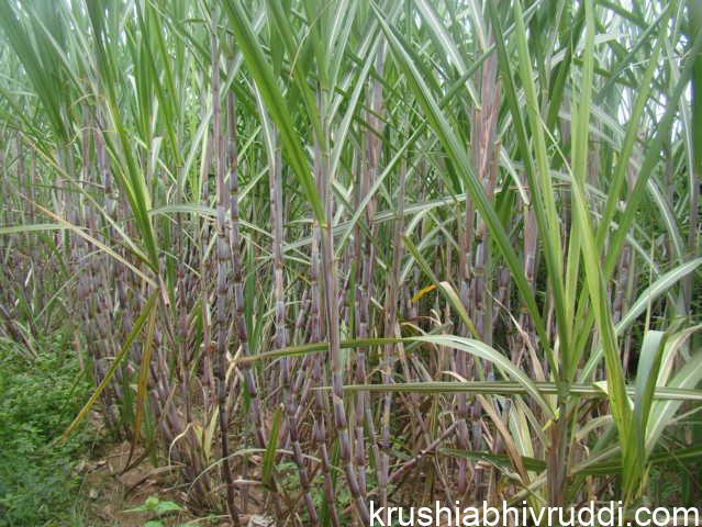 ಸಕ್ಕರೆ ಹೆಚ್ಚಾಗಿದೆ- ರೈತರು ಕಬ್ಬು ಬೆಳೆಯಬೇಡಿ
