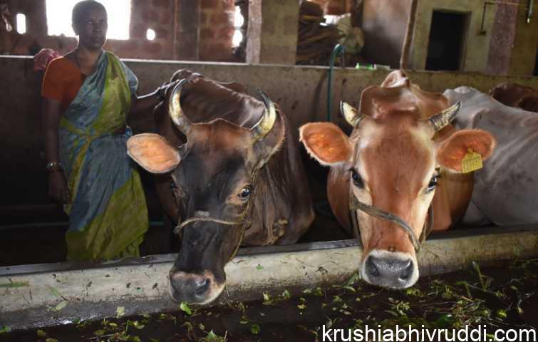 ಧೀರ್ಘ ಆಯುಷ್ಯ – ಸ್ವಸ್ಥ ಆರೋಗ್ಯಬೇಕೇ? ಹಾಸು ಸಾಕಣೆ ಮಾಡಿ