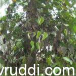 ಕರಿಮೆಣಸು ಬೆಳೆಗೆ ಭಾರೀ ರೋಗ- ತಕ್ಷಣದ ಪರಿಹಾರಗಳು