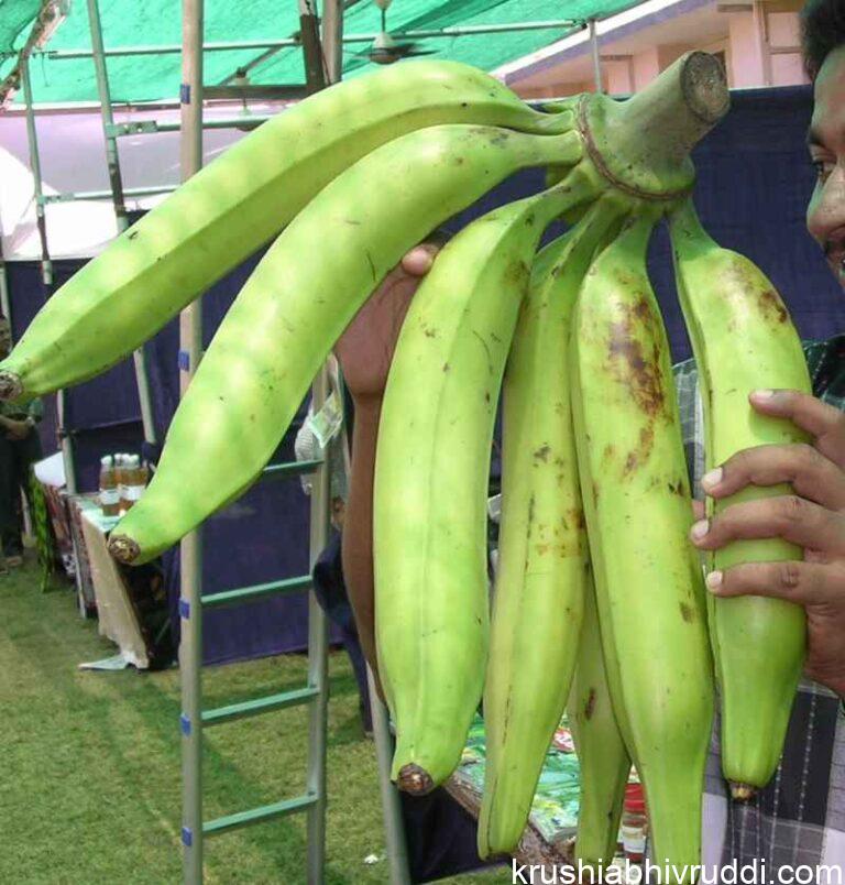 ಅತೀ ದೊಡ್ಡ ಗಾತ್ರದ ನೇಂದ್ರ ಬಾಳೆ ಕಾಯಿ