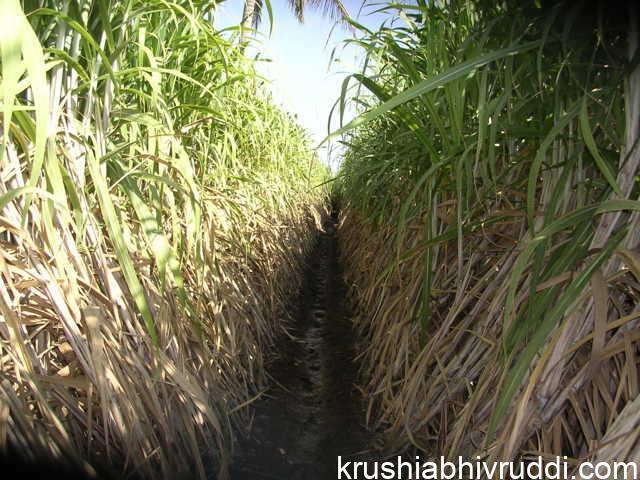 ಕಬ್ಬು ಬೆಳೆಗೆ ಸಾರಜನಕ ಪೋಷಕದ ಫಲ