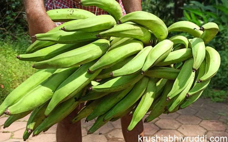 ನೇಂದ್ರ ಬಾಳೆ