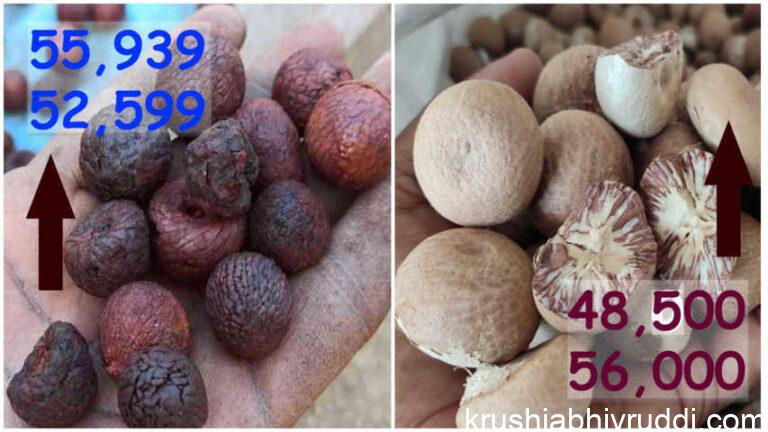 ಅಡಿಕೆ ಮಾರುಕಟ್ಟೆಗೆ ಹೊಸ ಹುರುಪು- ಕೆಂಪು 52,000 ಚಾಲಿ 48,500