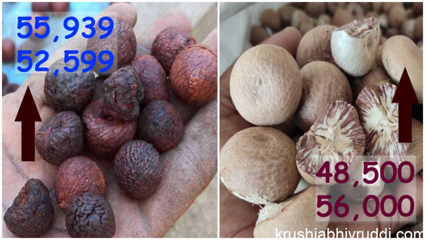 ಅಡಿಕೆ ಮಾರುಕಟ್ಟೆಗೆ ಹೊಸ ಹುರುಪು- ಕೆಂಪು 52,000 ಚಾಲಿ 48,500