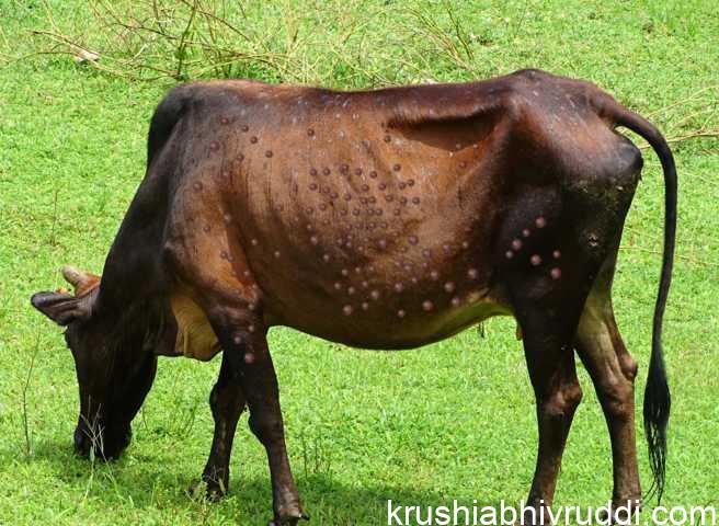 ಜಾನುವಾರುಗಳ ಚರ್ಮ ಗಂಟು ರೋಗ