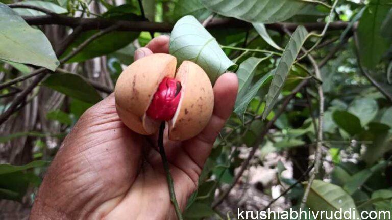 Rs.1500 per Kg Spice – An intercrop to areca garden.