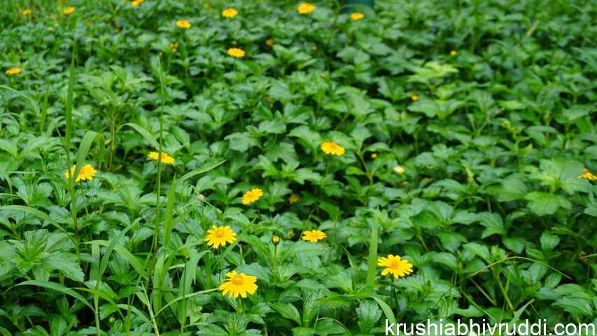 miracle weed Sphagneticola trilobata
