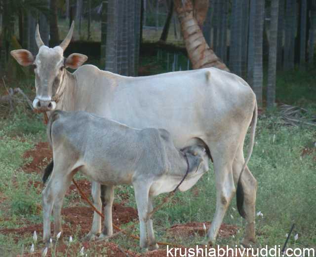 ಒಂದು ಲೀ. ಹಾಲಿಗೆ 100 ರೂ.