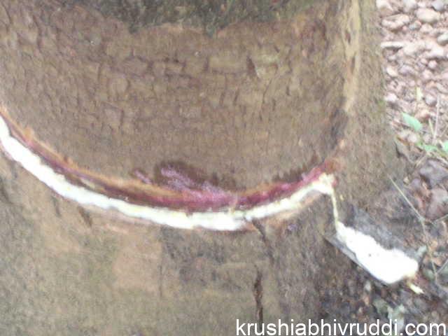 ರಬ್ಬರ್ ಬೆಳೆಯನ್ನು ಕೇಳುವವರೇ ಇಲ್ಲದಾಯಿತಾ