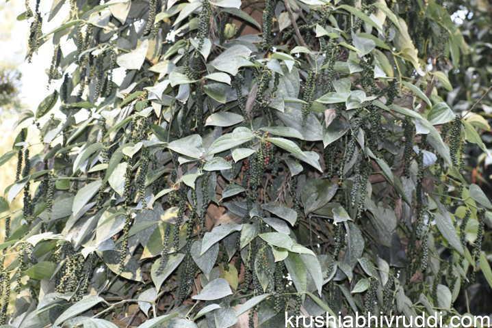 glory of our black pepper production
