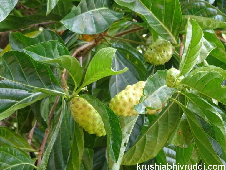 ನೋನಿ-ಆರೋಗ್ಯ ಸಂಜೀವಿನಿಯಾದರೂ ಬೆಳೆದವನಿಗಿಲ್ಲ ಬೆಲೆ