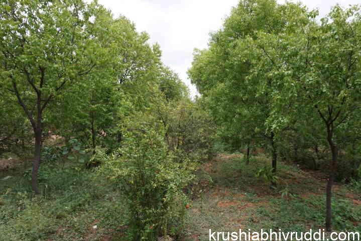 AUTHENTICITY OF SANDALWOOD CULTIVATION