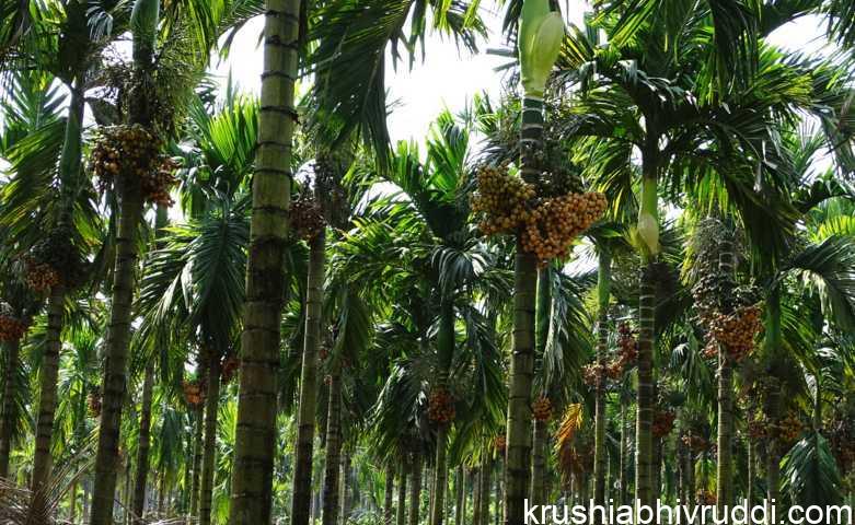 ಅಡಿಕೆ ಬೆಳೆಗೆ ಯಾವಾಗ ಸಮಯಕ್ಕೆ ಯಾವ ಗೊಬ್ಬರ