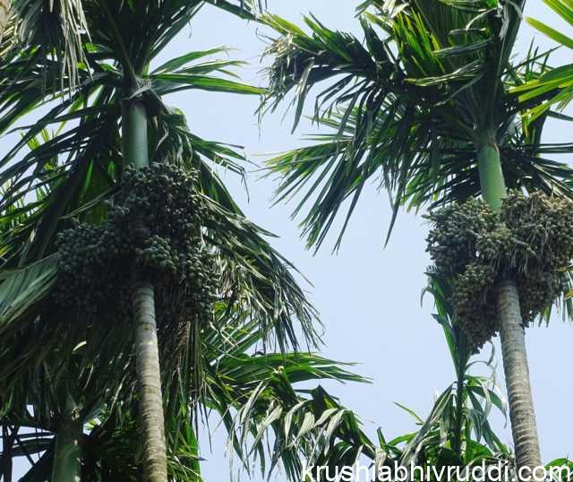 ಸಮತೊಳನದ ಗೊಬ್ಬರ - ವಿಭಜಿತ ಕಂತುಗಳಲ್ಲಿ ಗೊಬ್ಬರ ಕೊಟ್ಟಾಘಾ ಇಳುವರಿ ಹೆಚ್ಚು