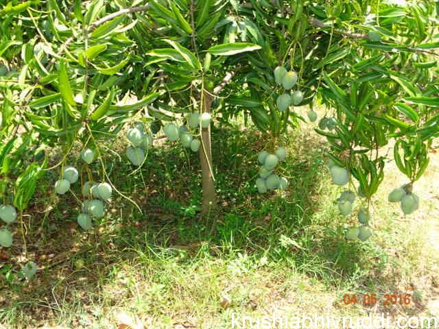 ಮಾವಿನ ಕಾಯಿಗೆ ಈಗ ರೂ. 125, ಕಾರಣ ಅಕಾಲಿಕ ಮಾವು