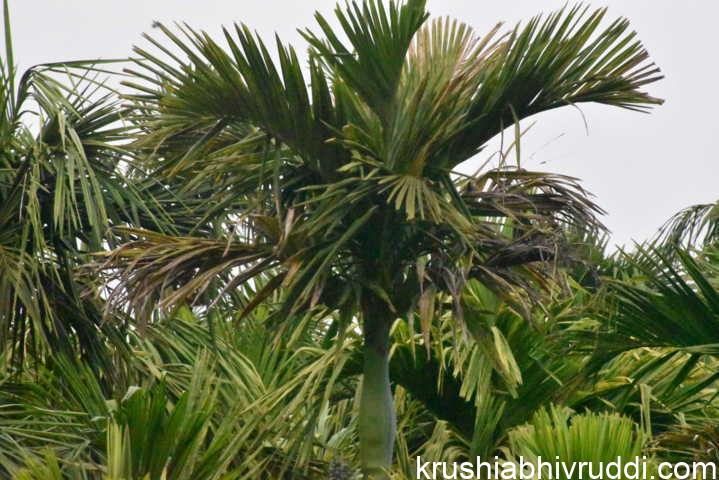 ಎಲೆ ಚುಕ್ಕೆ ಪೀಡಿತ ಅಡಿಕೆ ಮರ