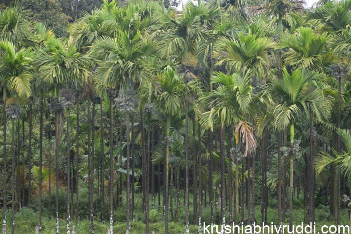 ಅಡಿಕೆ ತೋಟ ಮಾಡಬೇಡಿ – ಸದ್ಯಕ್ಕೆ ಮುಂದೂಡಿ – ಪರಿಸ್ಥಿತಿ ಅನುಕೂಲಕರವಾಗಿ ಇಲ್ಲ. ಅಡಿಕೆ ತೋಟ ಮಾಡಬೇಡಿ – ಸದ್ಯಕ್ಕೆ ಮುಂದೂಡಿ