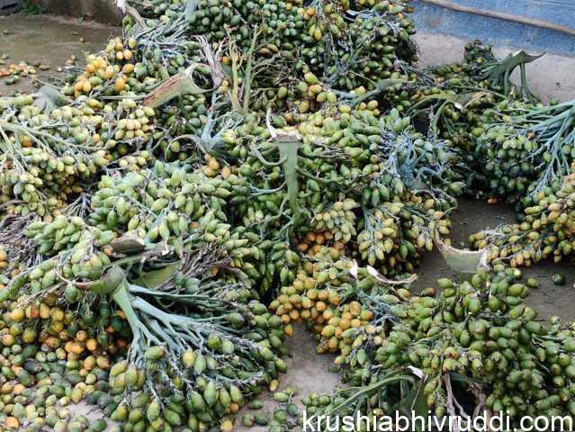 ಭೂತಾನ್ ದೇಶದ ಅಡಿಕೆ – ಸಾಗರಕ್ಕೆ ಒಂದು ಕೊಡ ನೀರು ಚೆಲ್ಲಿದಂತೆ