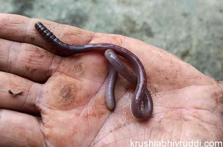 Earthworms- how do they increase soil fertility? Earthworms how do they increase soil fertility
