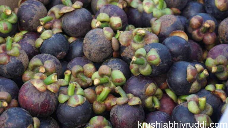 ಮ್ಯಾಂಗೋಸ್ಟಿನ್- ಇದು ಭಾರೀ ಬೆಲೆ- ಬೇಡಿಕೆಯ ಹಣ್ಣು