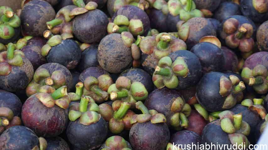 ಮ್ಯಾಂಗೋಸ್ಟಿನ್- ಇದು ಭಾರೀ ಬೆಲೆ- ಬೇಡಿಕೆಯ ಹಣ್ಣು