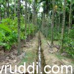 ಬಸಿಗಾಲುವೆ – ಅಡಿಕೆ, ತೆಂಗಿನ ತೋಟಕ್ಕೆ ಇದು ಯಾಕೆ ತೀರಾ ಅಗತ್ಯ