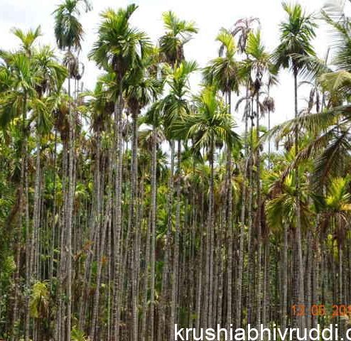 ಎಲೆ ಚುಕ್ಕೆ ರೋಗ ಸಿಂಪರಣೆಯಿಂದ ವಾಸಿಯಾಗುವುದಿಲ್ಲ