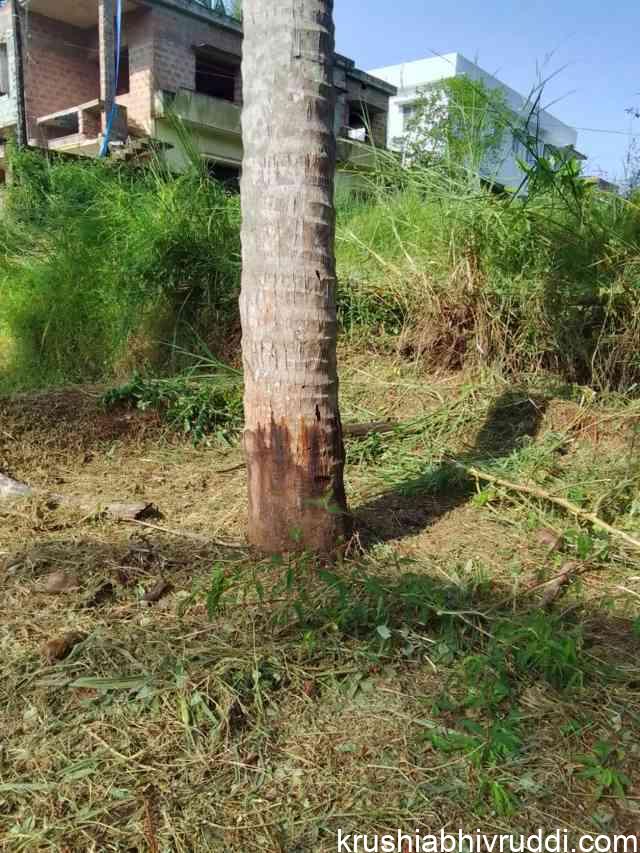 CURE COCONUT STEM BLEEDING